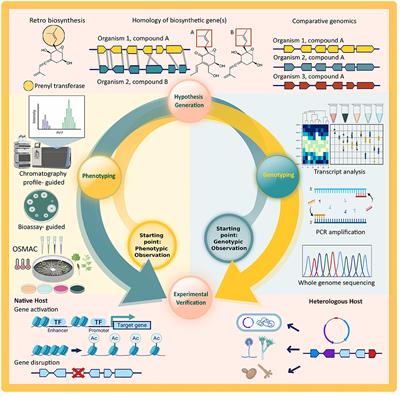 Current State and Future Directions of Genetics and Genomics of Endophytic Fungi for Bioprospecting Efforts